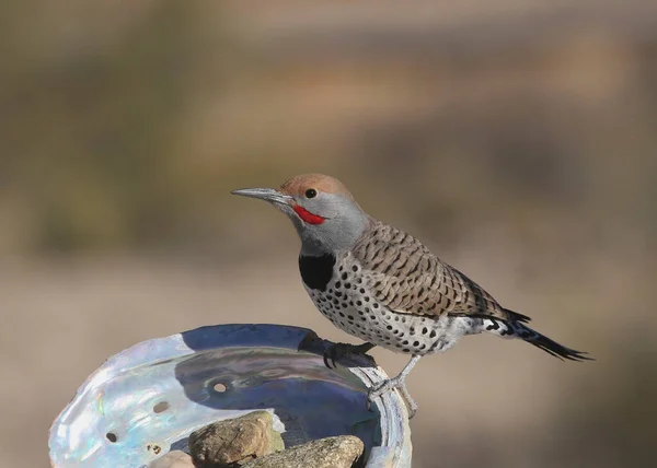 Yaldızlı Flicker Erkek Colaptes Chrysoides Deniz Kulağı Kabuğuna Tünemiş — Stok fotoğraf