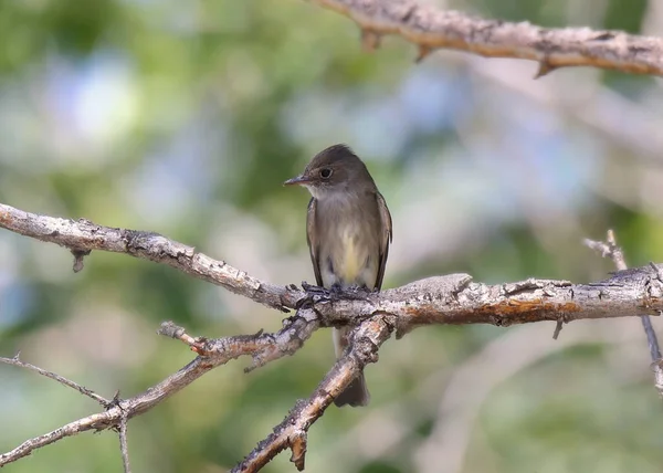 Azeitona Flycatcher Contopus Cooperi — Fotografia de Stock