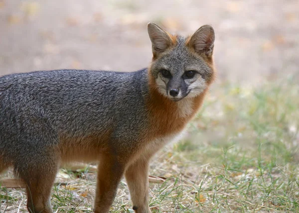 Primer Plano Zorro Gris Urocyon Cinereoargenteus — Foto de Stock