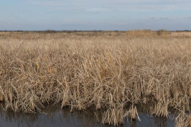 Teksas, Anahuac Ulusal Vahşi Yaşam Sığınağı 'ndaki sulak arazi.