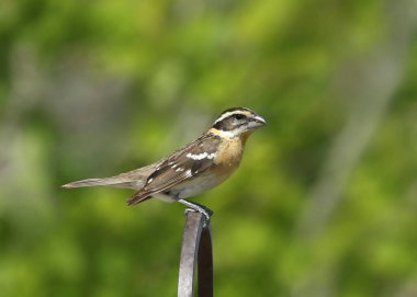 Siyah başlı Grosgaga (dişi) (feucticus melanocephalus) bir kuş besleyici direğe tünemiştir.