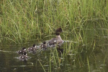 Barrow 'un Altın Gözü (dişi ve ördek yavruları) (bucephala adlandica)