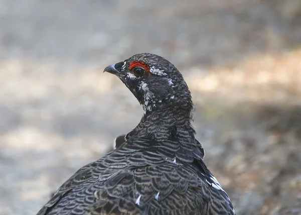 Lucfenyő Hím Falcipennis Canadensis — Stock Fotó