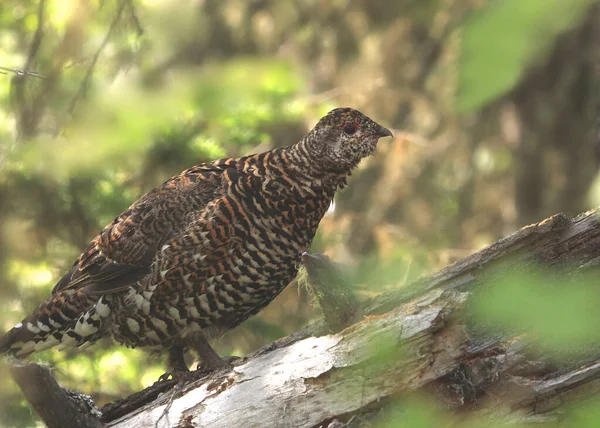 Franklin Spruce Grouse Female Falcipennis Canadensis — 图库照片