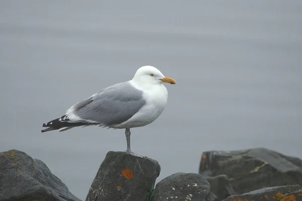 Sleď Obecný Larus Argentatus Smithsoniaus — Stock fotografie