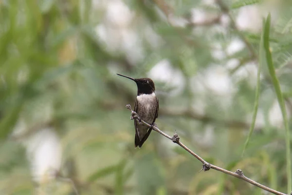 Siyah Çeneli Hummingbird Erkek Archilochus Alexndri — Stok fotoğraf