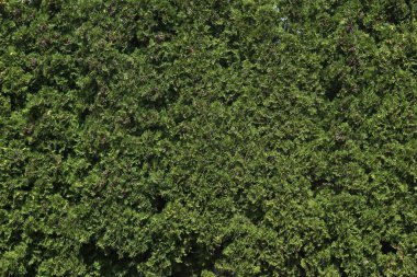 Manikürlü bir çitin yakınına.