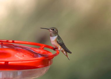Rufous Hummingbird (dişi) sinekkuşu besleyicisinde (selasphorus rufus)