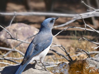 Meksika Jay (aphelocoma wollweberi)