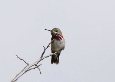 Calliope Hummingbird (erkek) (selasphorus calliope))