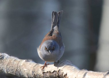 Sarı gözlü Junco (junco phaeonotus)
