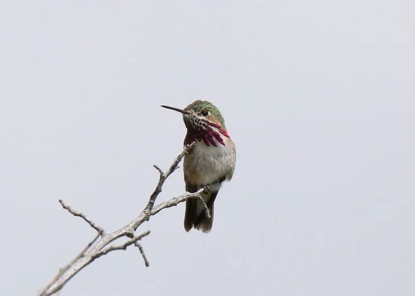 Calliope Колибри Самец Selasphorus Calliope — стоковое фото