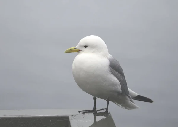 Kittiwake Patas Negras Rissa Tridactyla — Foto de Stock