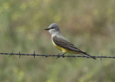 Batı Kralkuşu (tyrannus verticalis) dikenli tel üzerinde tünemiştir.