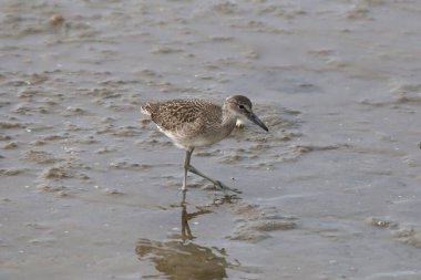 Kırmızı düğüm (üremeyen) (kalidris canutus)