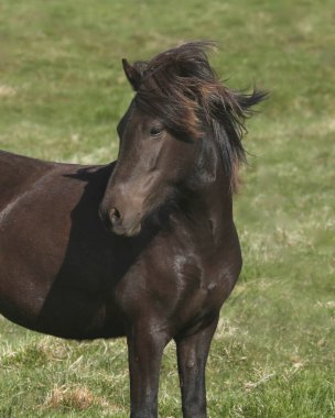 İzlanda Atı (siyah) (İzlanda Midillisi)