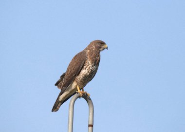 Swainson 'un Şahini (buteo swainsoni) sulama ekipmanlarının üzerine tünemiştir.