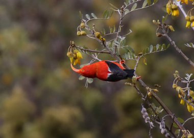 Hawaii kuşuna I 'iwi (drepanis coccinea) denir.)