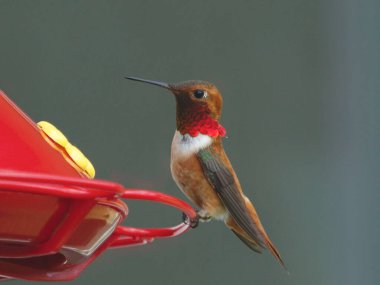 Rufous Hummingbird (erkek) (selasphorus rufus) bir besleyiciye tünemiştir.