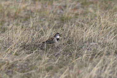 McCown 'un Longspur' u (rhynchophanes Mccownii) çayırlarda oturuyor.