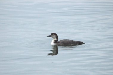 Pacific Loon (üreme yoksunu) (gavia pacifica)) 