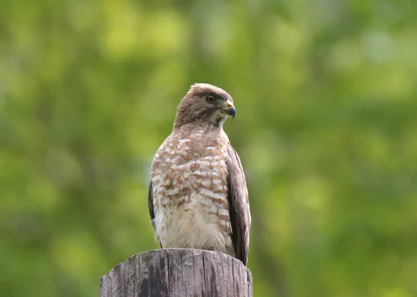 Broad Winged Hawk Buteo Platypterus Perched Wooden Post — 图库照片