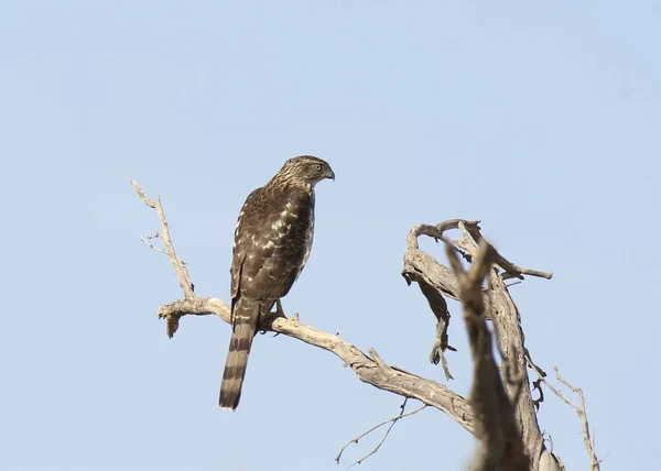 Sharp-shinned Hawk (accipter striatus) looking back from a dead branch