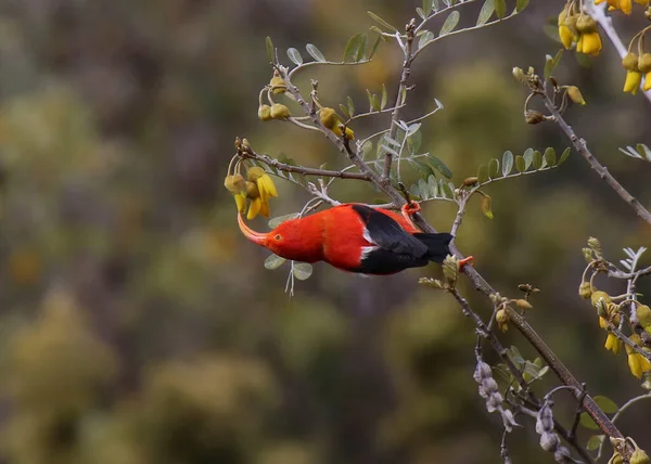 Hawaii kuşuna I 'iwi (drepanis coccinea) denir.)