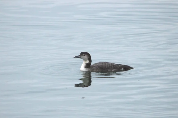 Plongeon Huard Non Reproducteur Gavia Pacifica — Photo