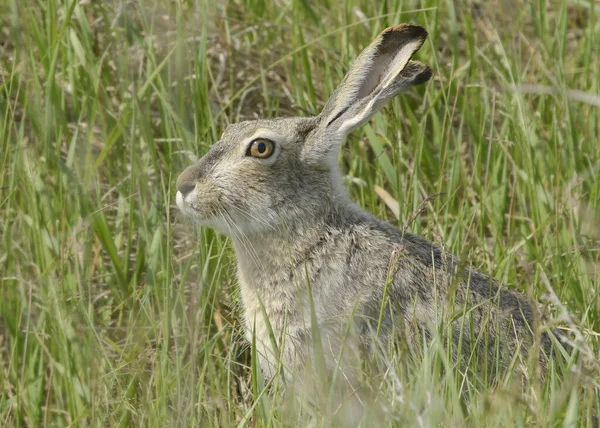 Primer Plano Conejo Cola Blanca Lepus Townsendii — Foto de Stock