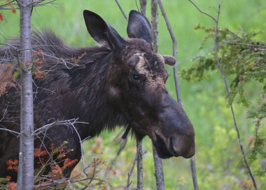 Doğu Moose (erkek) (alces americana) (sadece baş))