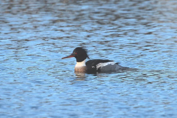 Rödbröstad Merganser Hane Mergus Serrator — Stockfoto