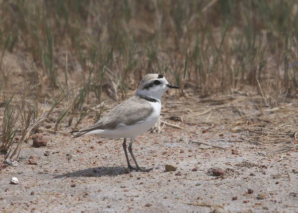 Chorro Nevado Charadrius Nivosus — Foto de Stock