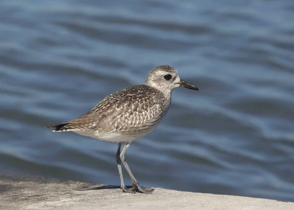 Plover Barriga Preta Não Reprodutores Pluvialis Squatarola — Fotografia de Stock