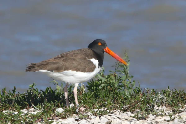 American Oystercatcher Haematopus Palliatus — стокове фото