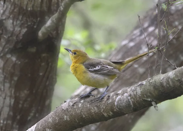 Orchard Oriole Самка Icterus Spurius — стоковое фото