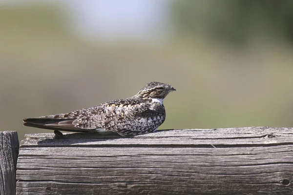 Nighthawk Común Cordeiles Minor Durmiendo Una Valla Madera — Foto de Stock