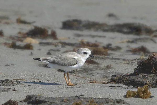 Pluvier Siffleur Juvénile Charadrius Melodus — Photo