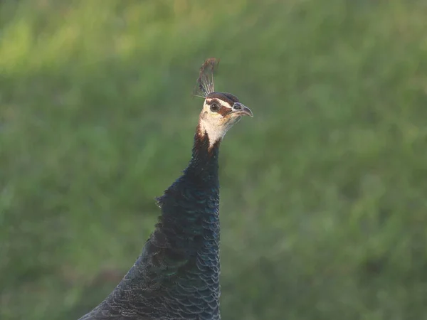 Peafowl Fêmea Pavo Cristalus — Fotografia de Stock