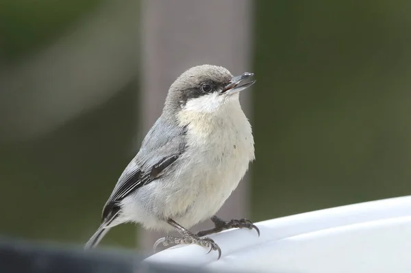 Pigmeu Nuthatch Sitta Pygmaea — Fotografia de Stock