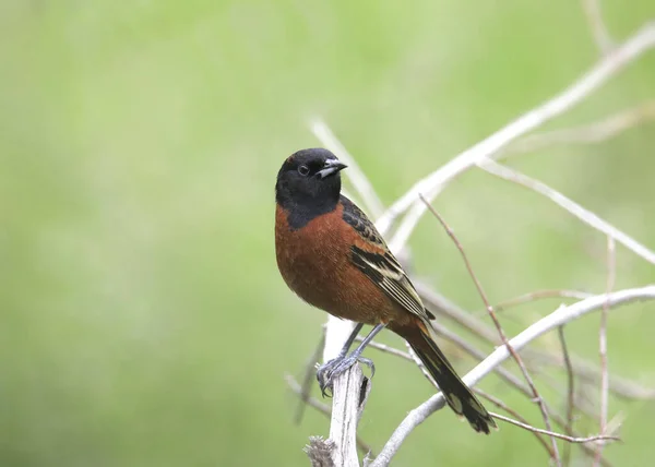 Meyve Bahçesi Oriole (erkek) çıplak bir dala tünemiş