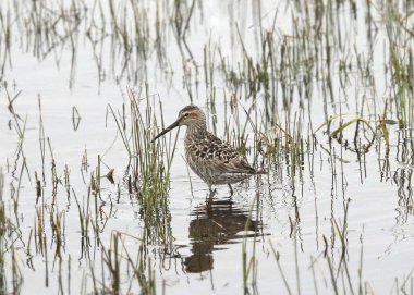 Dağınık bir sulak alanda Stilt Sandpiper (calidris himantopus)