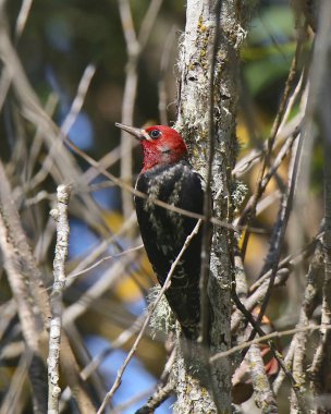 Kırmızı göğüslü Sapsucker (sphyrapicus ruber)