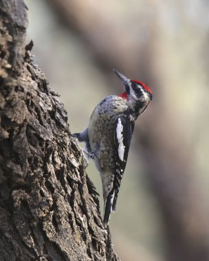Kırmızı peçeteli Sapsucker (dişi) (sphyrapicus nuchalis)