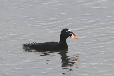 Sörf İskoç (erkek) (melanitta perspicillata))