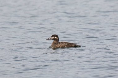 Sörf İskoç (kadın) (melanitta perspicillata))