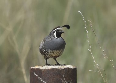 Kaliforniya bıldırcın (erkek) (callipepla calizina))