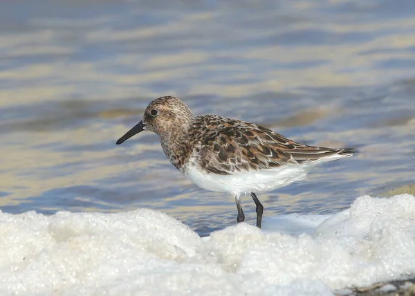 Sanderling Reproduction Calidris Alba — Photo