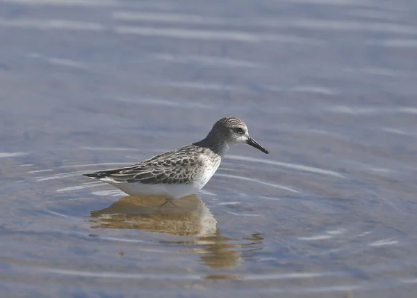 西部沙鱼 非繁殖 Calidris Mauri — 图库照片