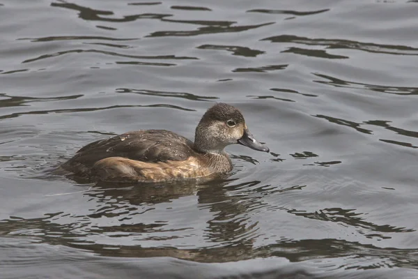 Ring Necked Duck Juvenile Aythya Collaris — Stock Photo, Image